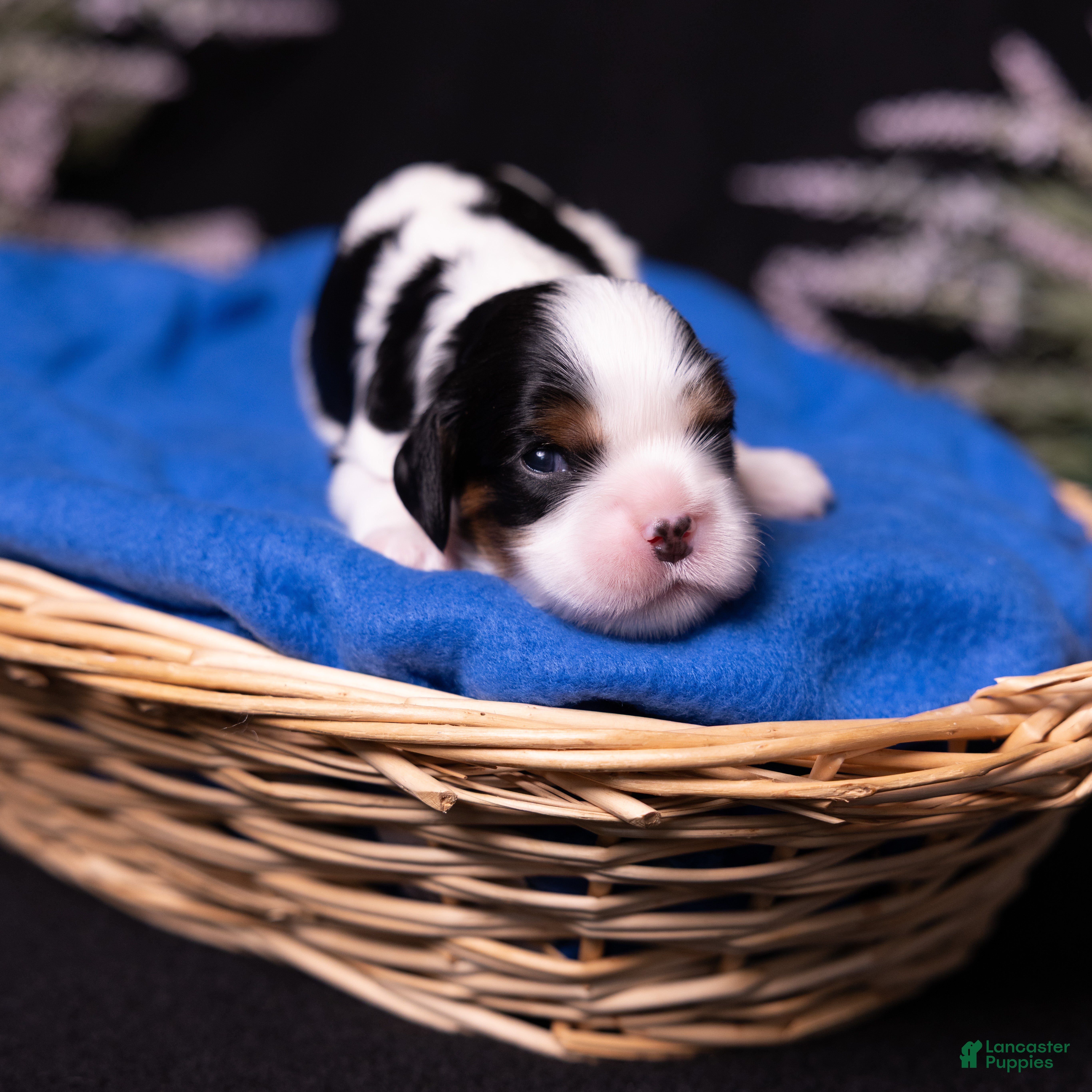 Cavalier King Charles Spaniel dogs Lukas - Ad 2