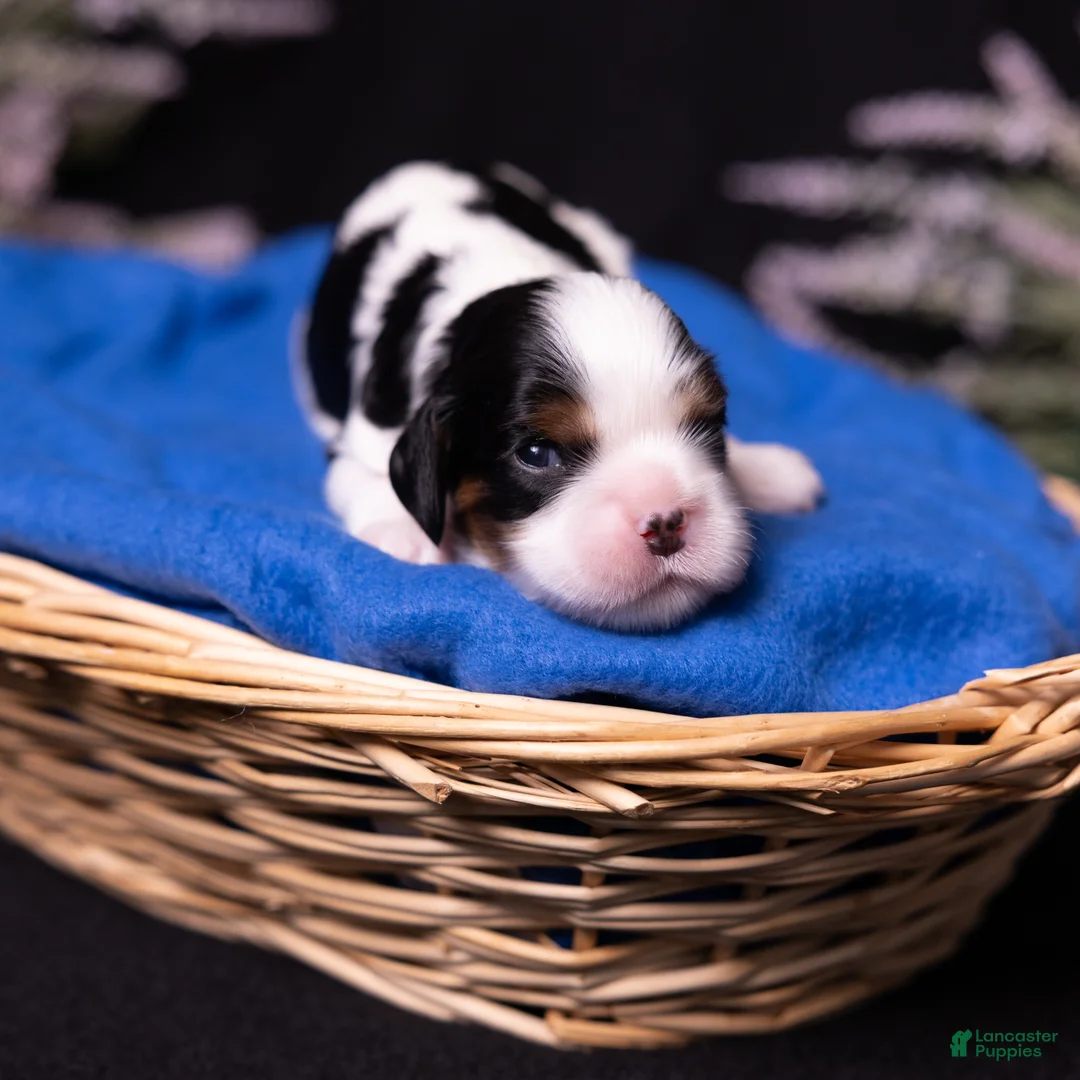 Cavalier King Charles Spaniel dogs for sale: Lukas - Ad 2