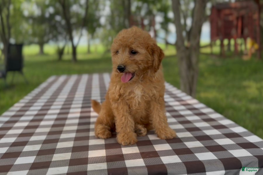 Mini Goldendoodle dogs Parmesan - Ad 11