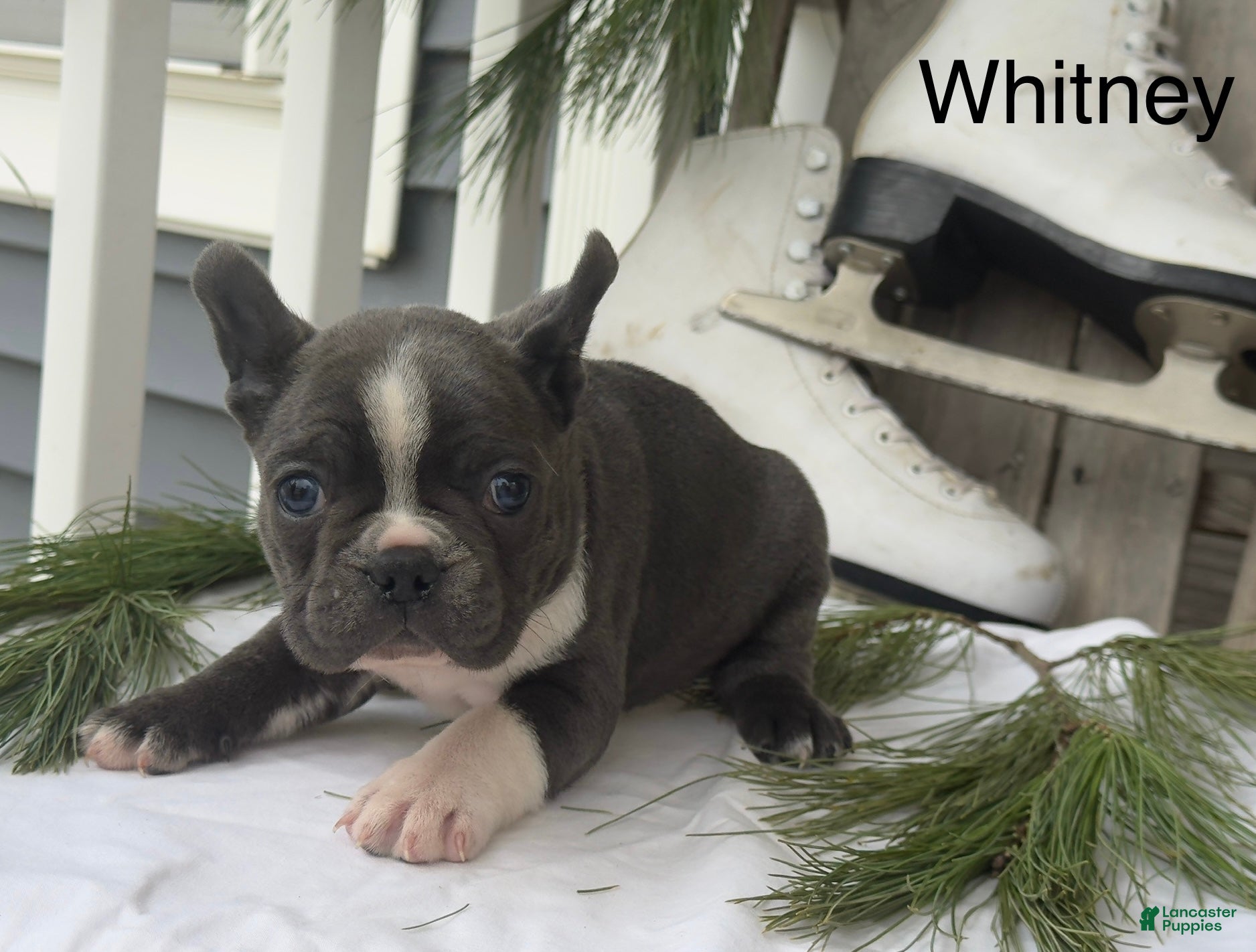 Frenchton dogs Whitney - Ad 30