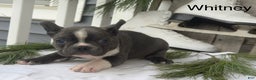 Frenchton dogs for sale: Whitney - Ad 1