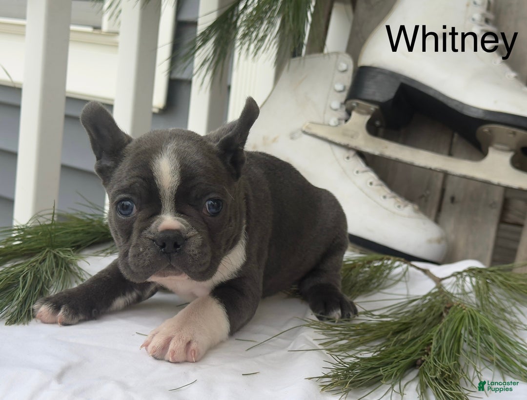Frenchton dogs for sale: Whitney - Ad 1