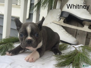 Frenchton dogs Whitney - Ad 39