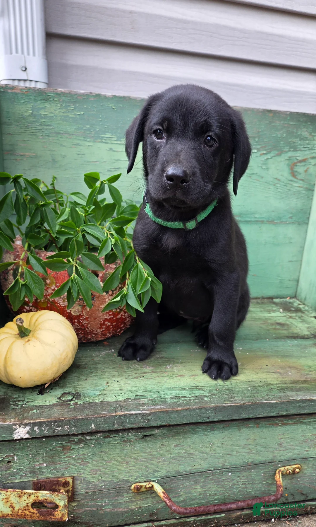 Labrador Retriever dogs for sale: Maggie - Ad 1
