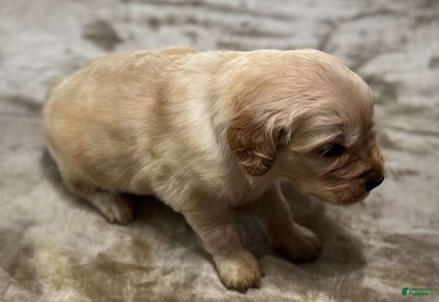 Golden Retriever dogs 4367 Light Blue Collar - Ad 37