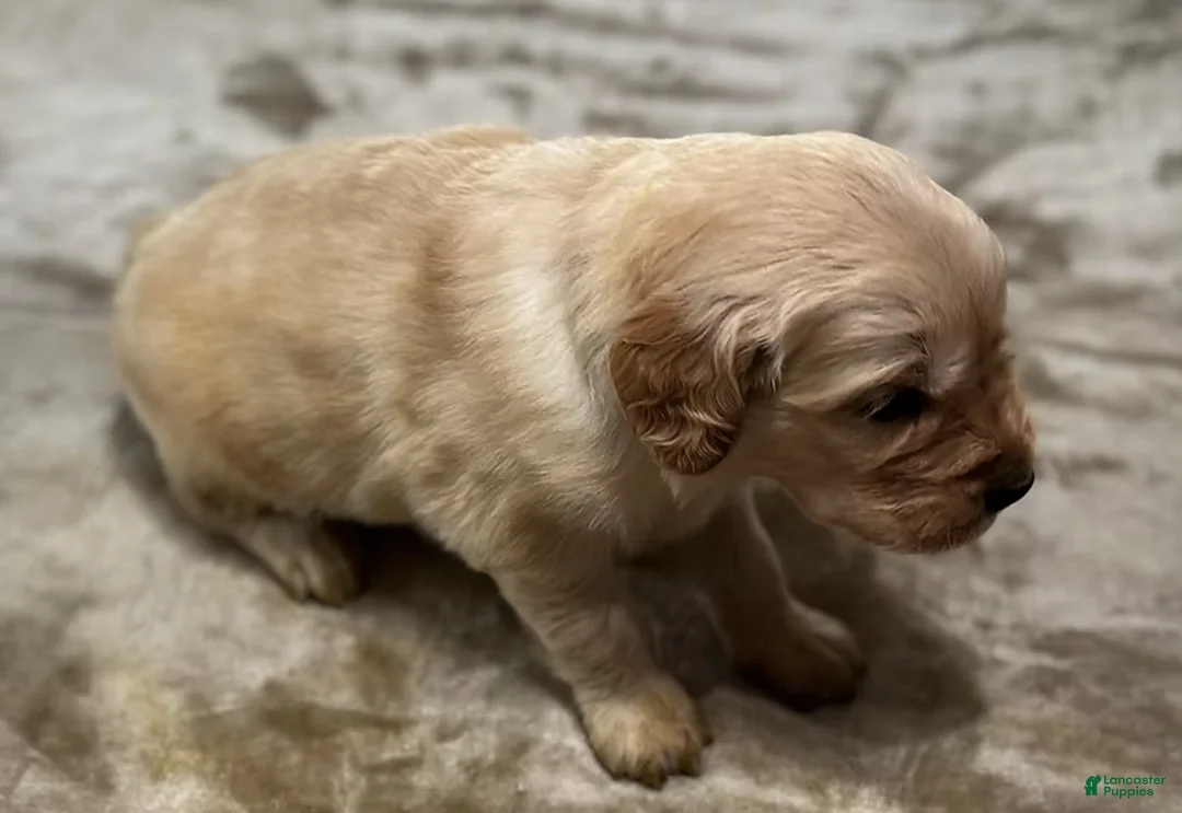 Golden Retriever dogs for sale: 4367 Light Blue Collar - Ad 1