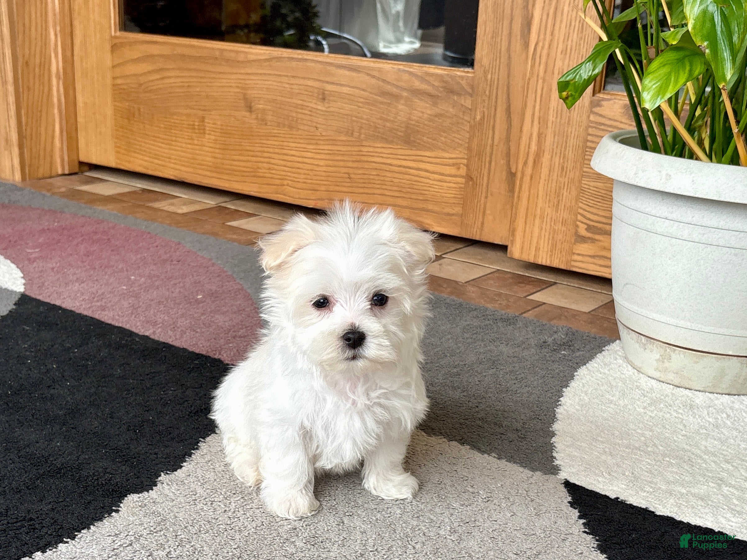 Maltese dogs Shellie - Ad 1