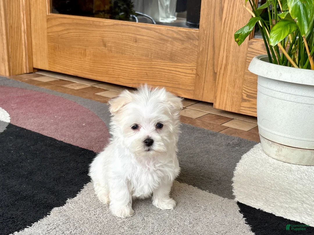 Maltese dogs for sale: Shellie - Ad 1