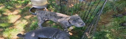 Cane Corso dogs for sale: Male  - Ad 3