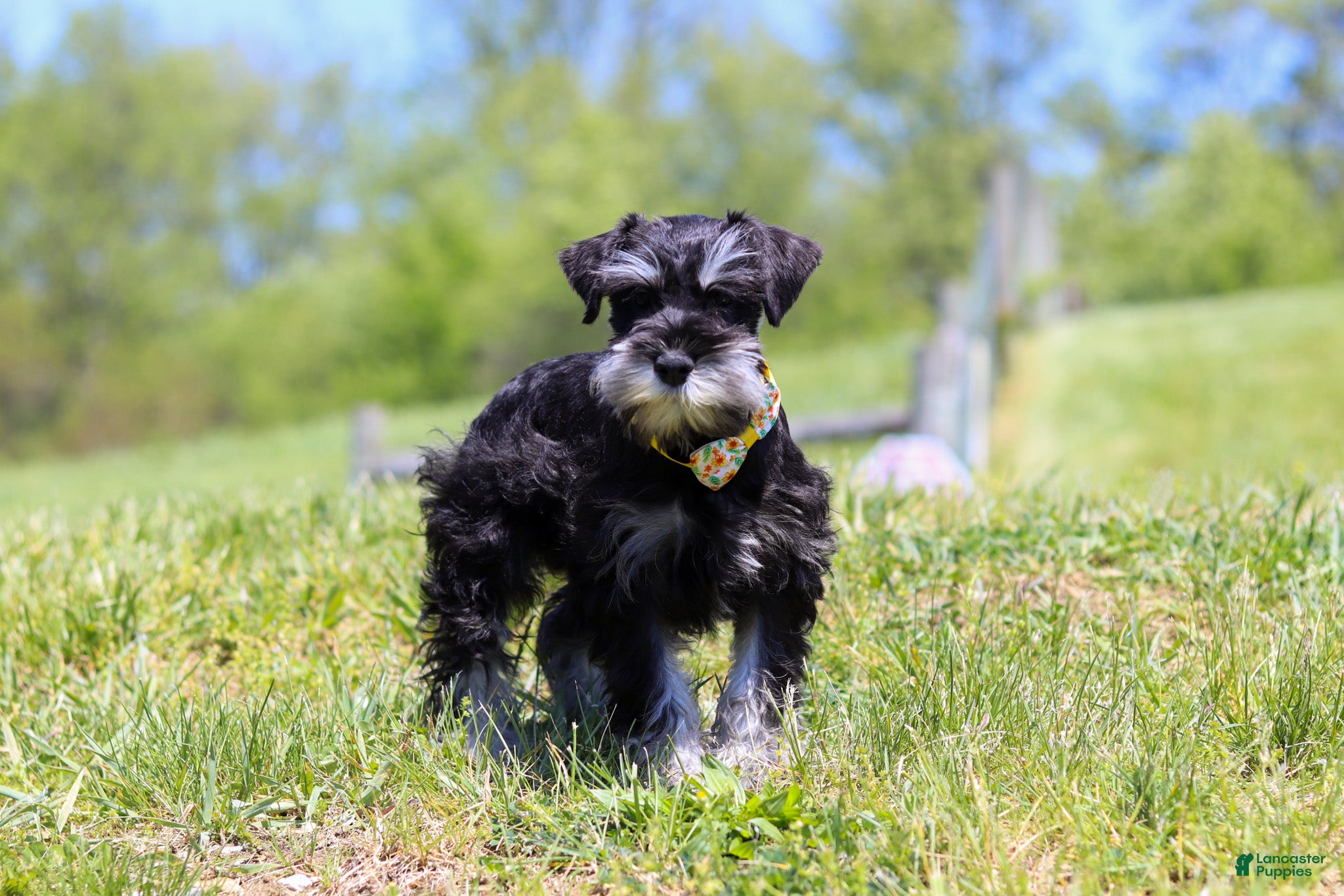 Miniature Schnauzer dogs Dylan - Ad 2