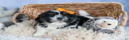 Shih Tzu dogs for sale: HARLEY - Ad 18