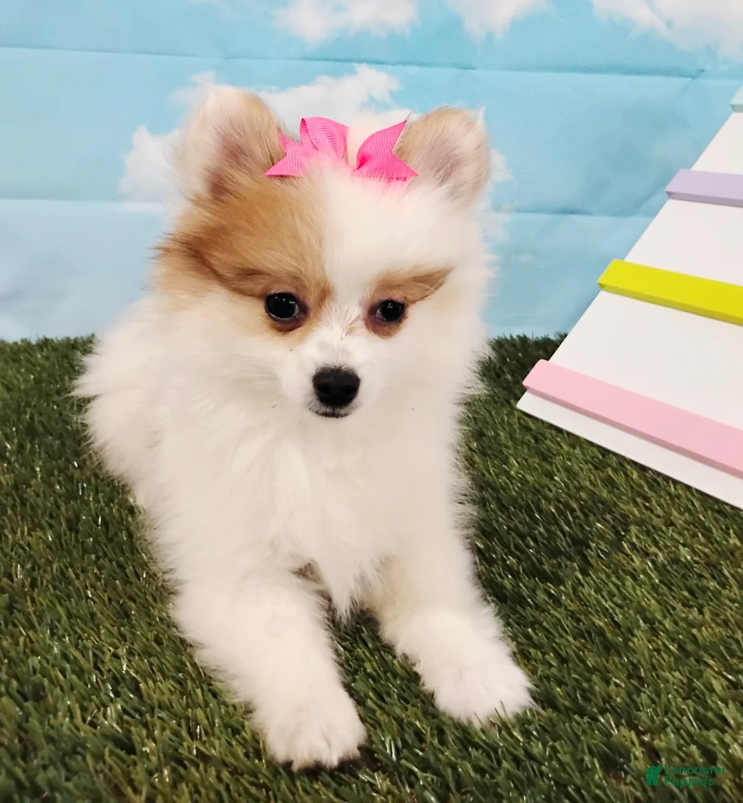Pomeranian dogs for sale: Sunny - Ad 4