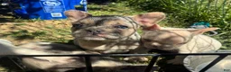 French Bulldog dogs for sale: French Bulldog Puppy 8 (standard fur Merle tri) - Ad 16