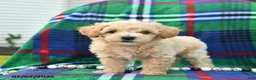 Bichpoo dogs for sale: Happy   - Ad 3