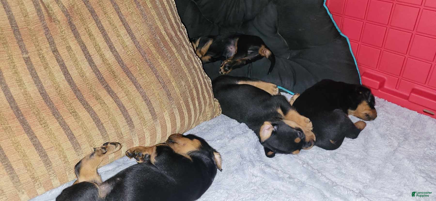 Rottweiler dogs Rottweiler Puppy 6 - Ad 2