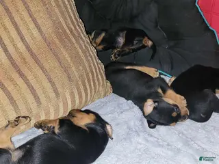 Rottweiler dogs Rottweiler Puppy 6 - Ad 2