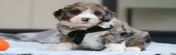 Mini Bernedoodle dogs for sale: Parker - Ad 10
