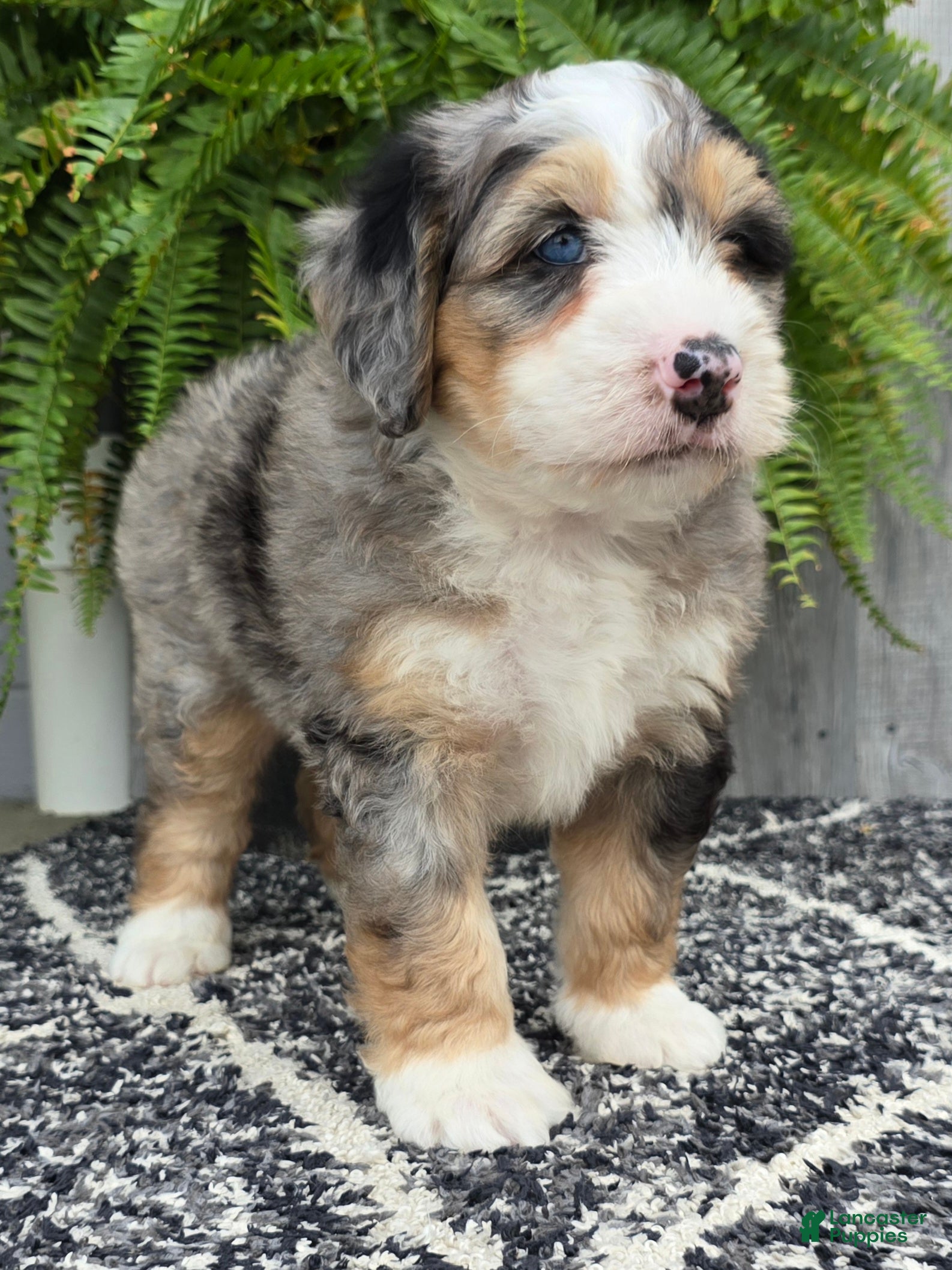 Mini Bernedoodle dogs Mini Zues - Ad 2