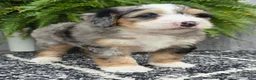 Mini Bernedoodle dogs for sale: Mini Zues - Ad 2