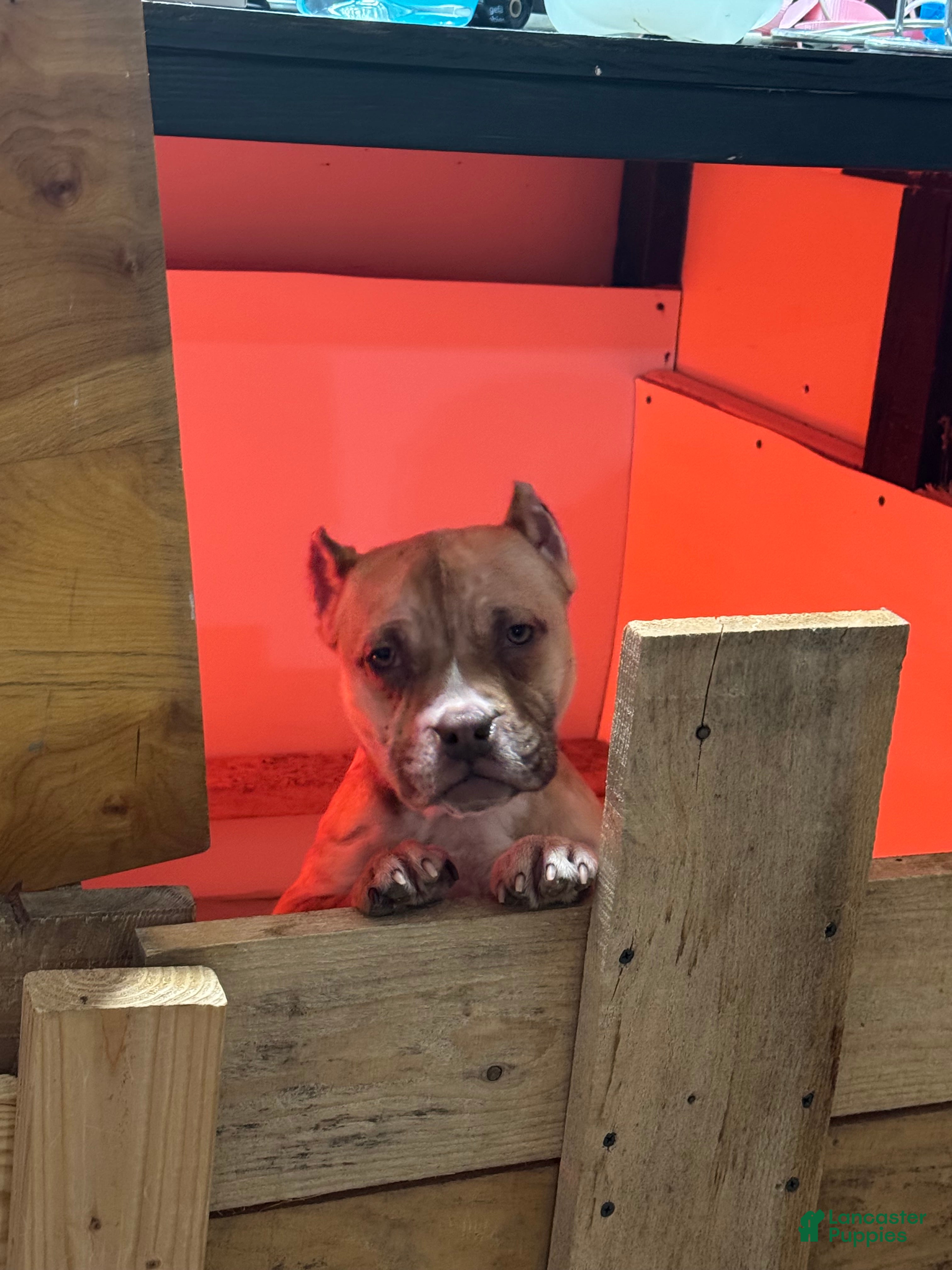 American Bully dogs Chocolate fawn sable Merle - Ad 1