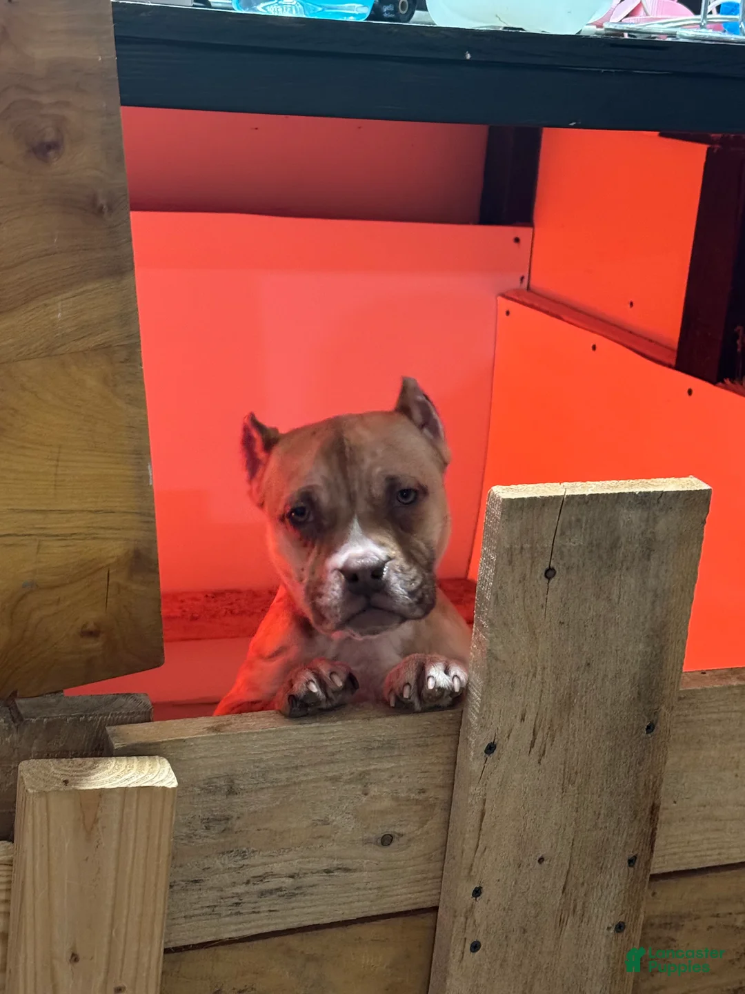 American Bully dogs for sale: Chocolate fawn sable Merle - Ad 1
