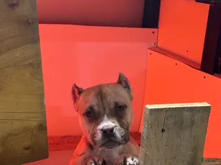 American Bully dogs for sale: Chocolate fawn sable Merle - Ad 2