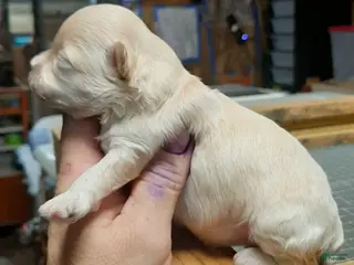 Shihpoo dogs Fawn F1 - Ad 14