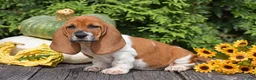 Basset Hound dogs for sale: Lyric - Ad 2
