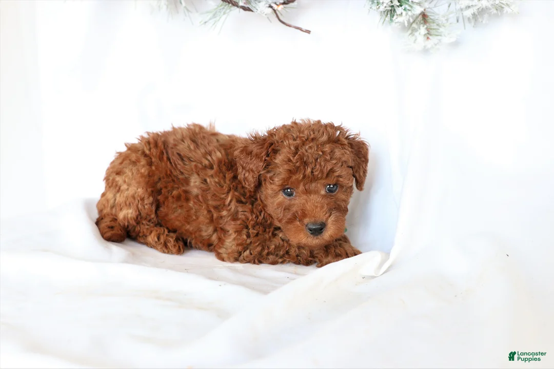 Miniature Poodle dogs for sale: Peterson - Ad 2