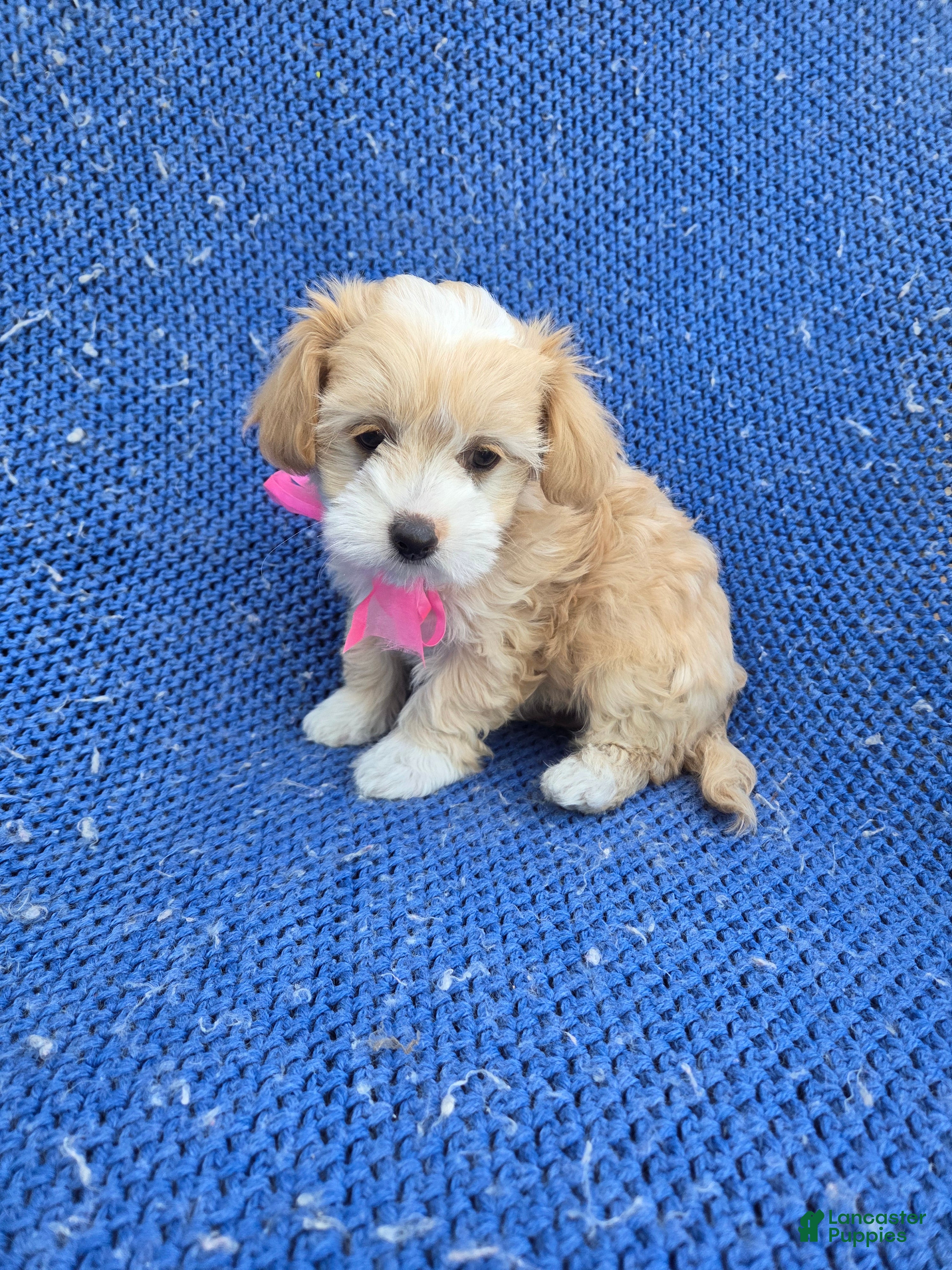 Malshi dogs Gina  - Ad 3