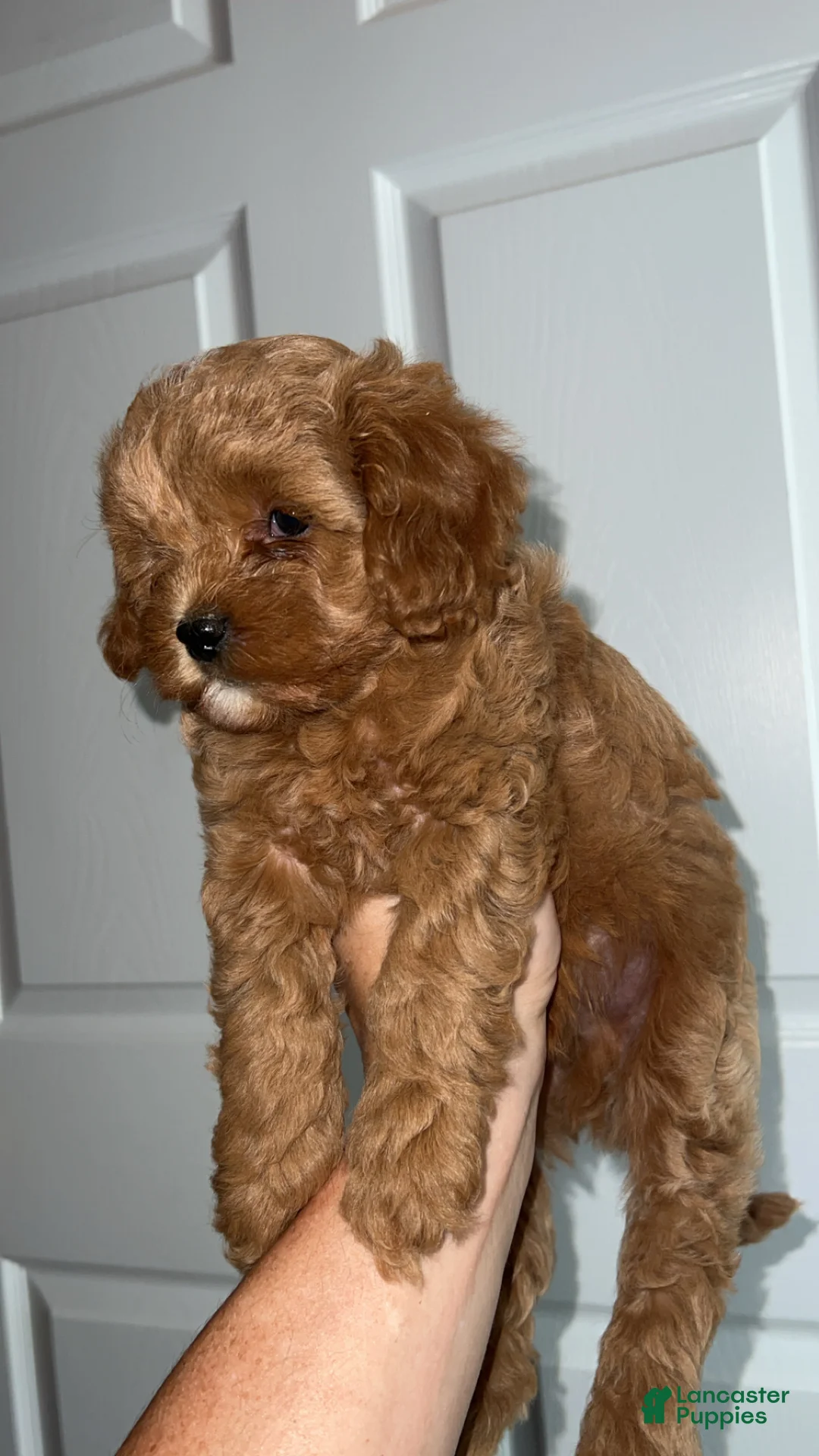 Cavapoo dogs for sale: Light male - Ad 2