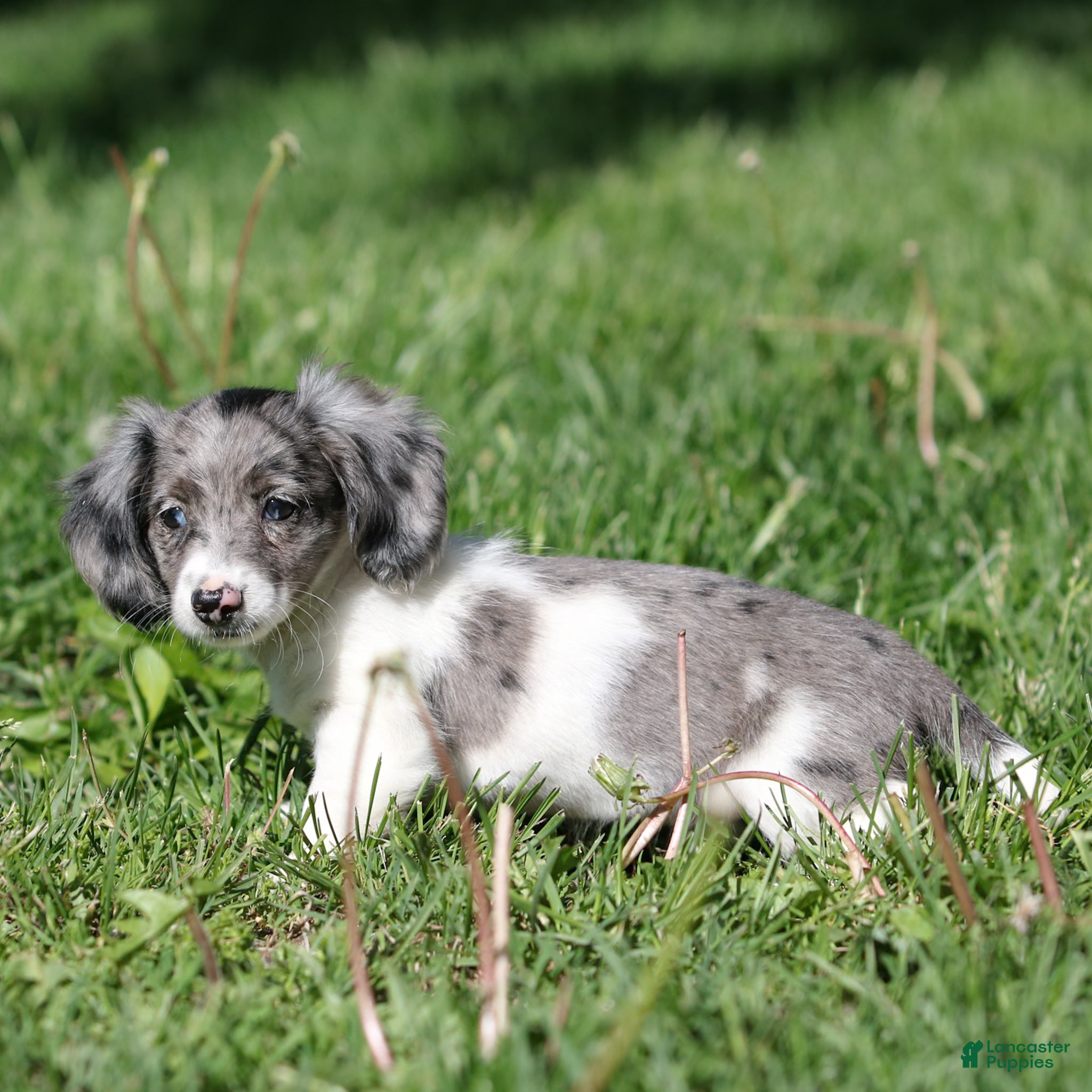 Miniature Dachshund dogs Pearl Miniature Dachshund Puppy  - Ad 1