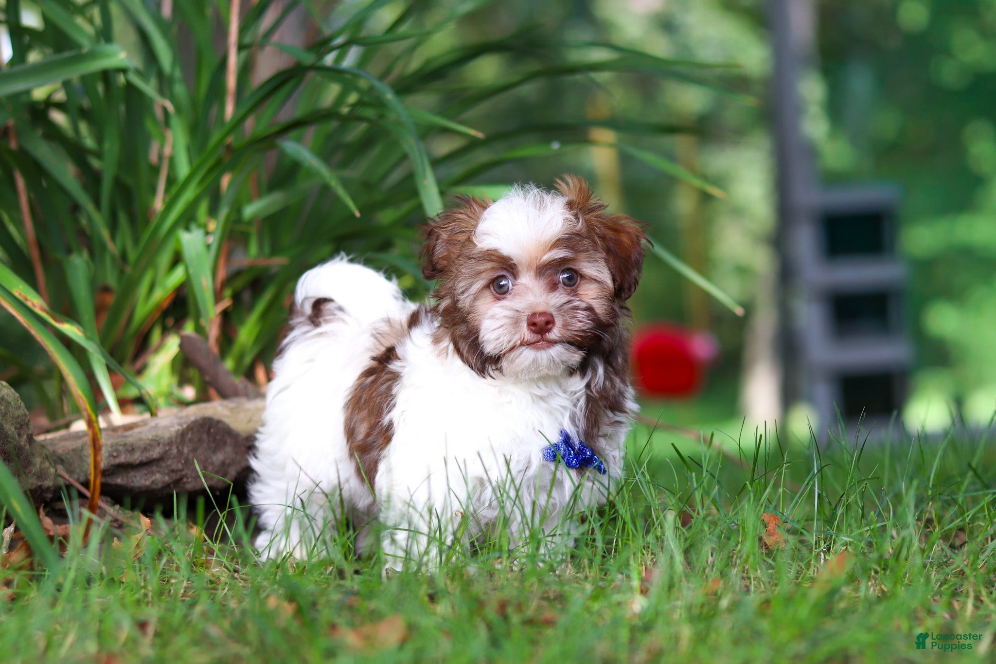 Havanese dogs Alex - Ad 2