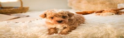 Miniature Poodle dogs for sale: Ramsey - Ad 4
