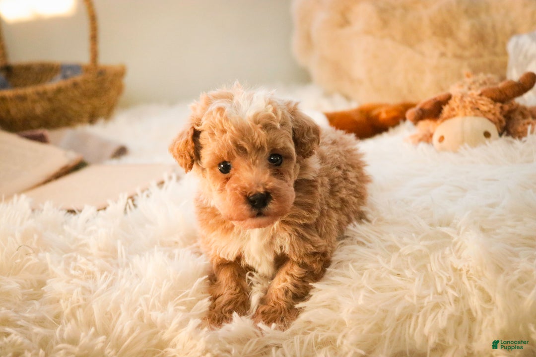 Miniature Poodle dogs for sale: Ramsey - Ad 4