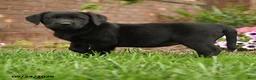 Labrador Retriever dogs for sale: Lavender - Ad 4