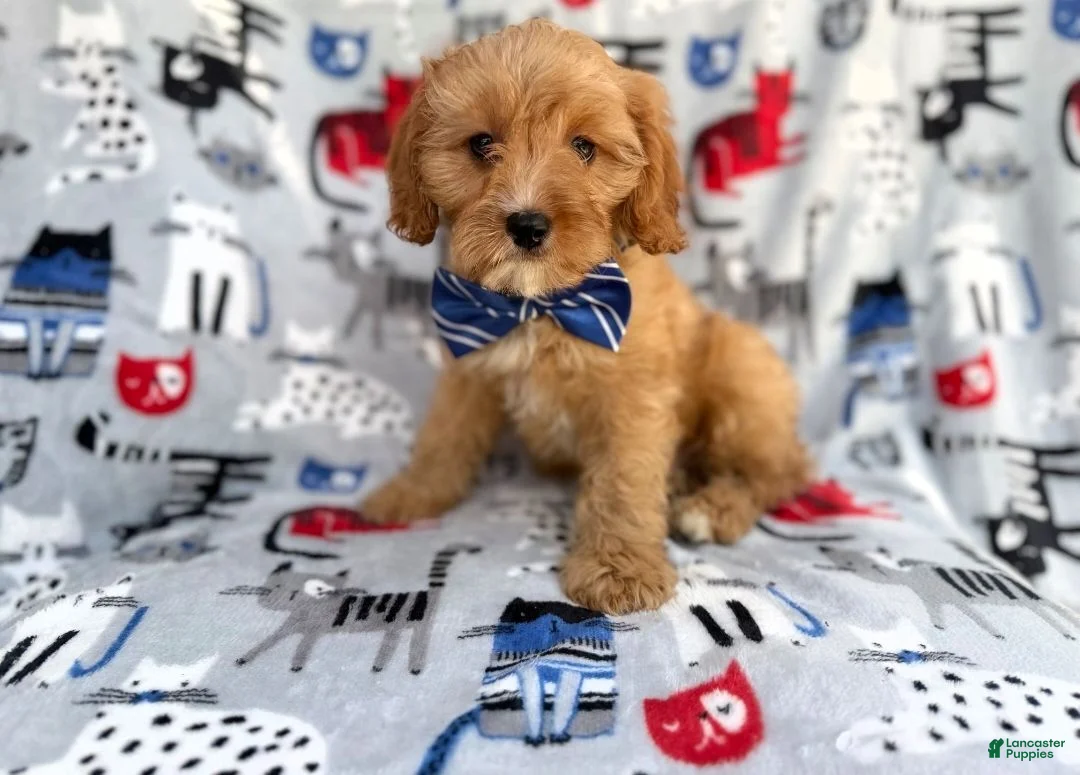 Cavapoo dogs for sale: Conner - Ad 2