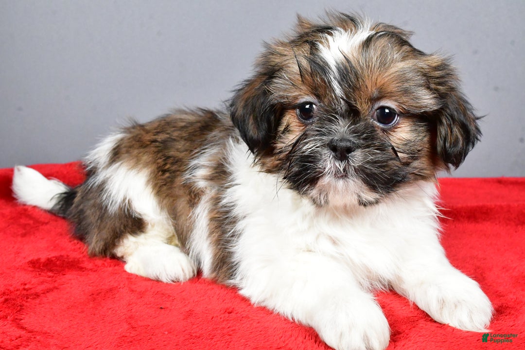 Shih Tzu dogs for sale: Maple - Ad 2