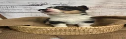 Welsh Corgi Pembroke dogs for sale: Welsh Corgi Pembroke 8 - Ad 3