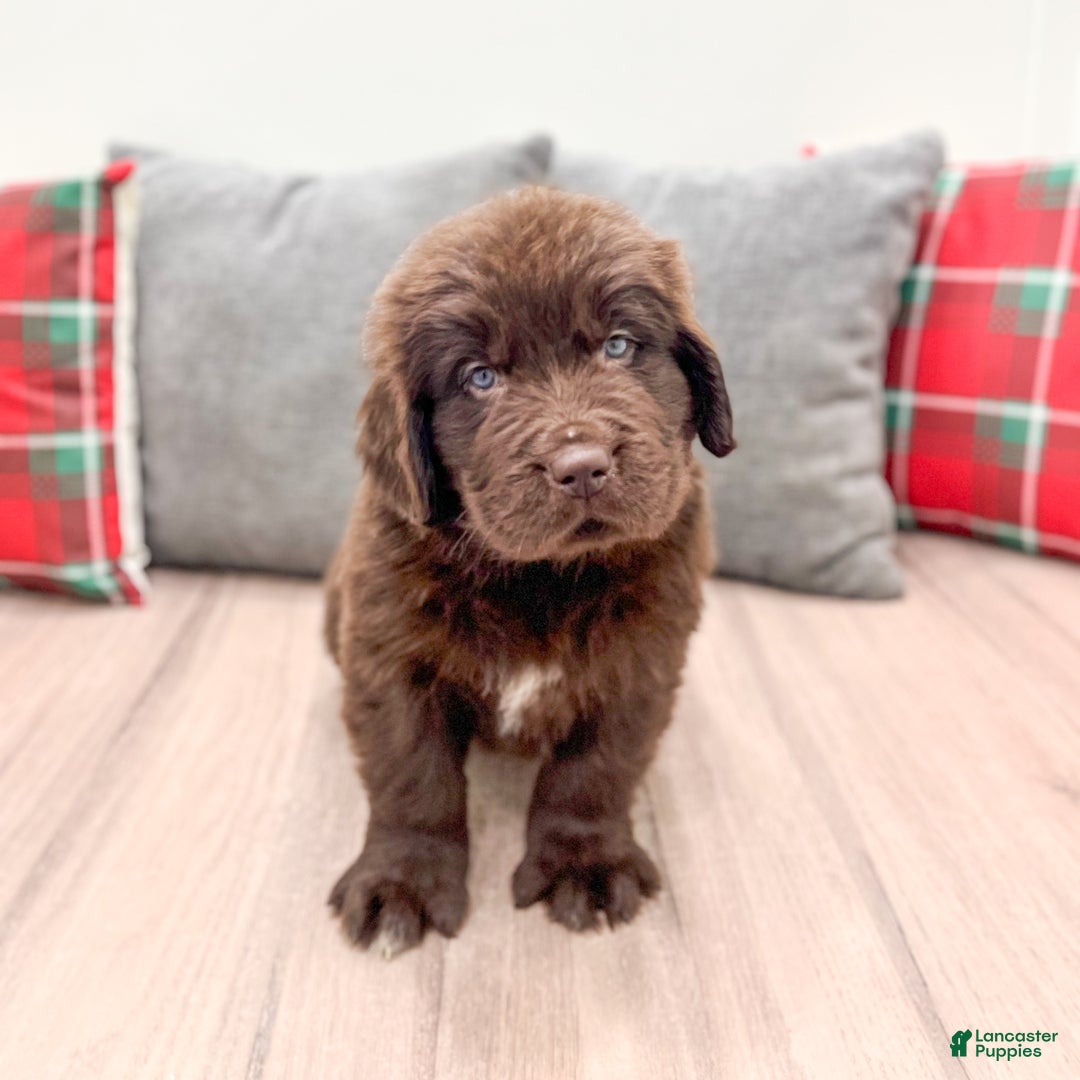 Newfoundland dogs for sale: Harper - Ad 2