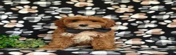 Cavapoo dogs for sale: Christoffer - Ad 2