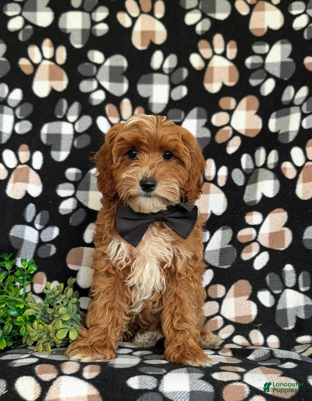 Cavapoo dogs for sale: Christoffer - Ad 2