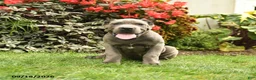 Cane Corso dogs for sale: Lucy  - Ad 3