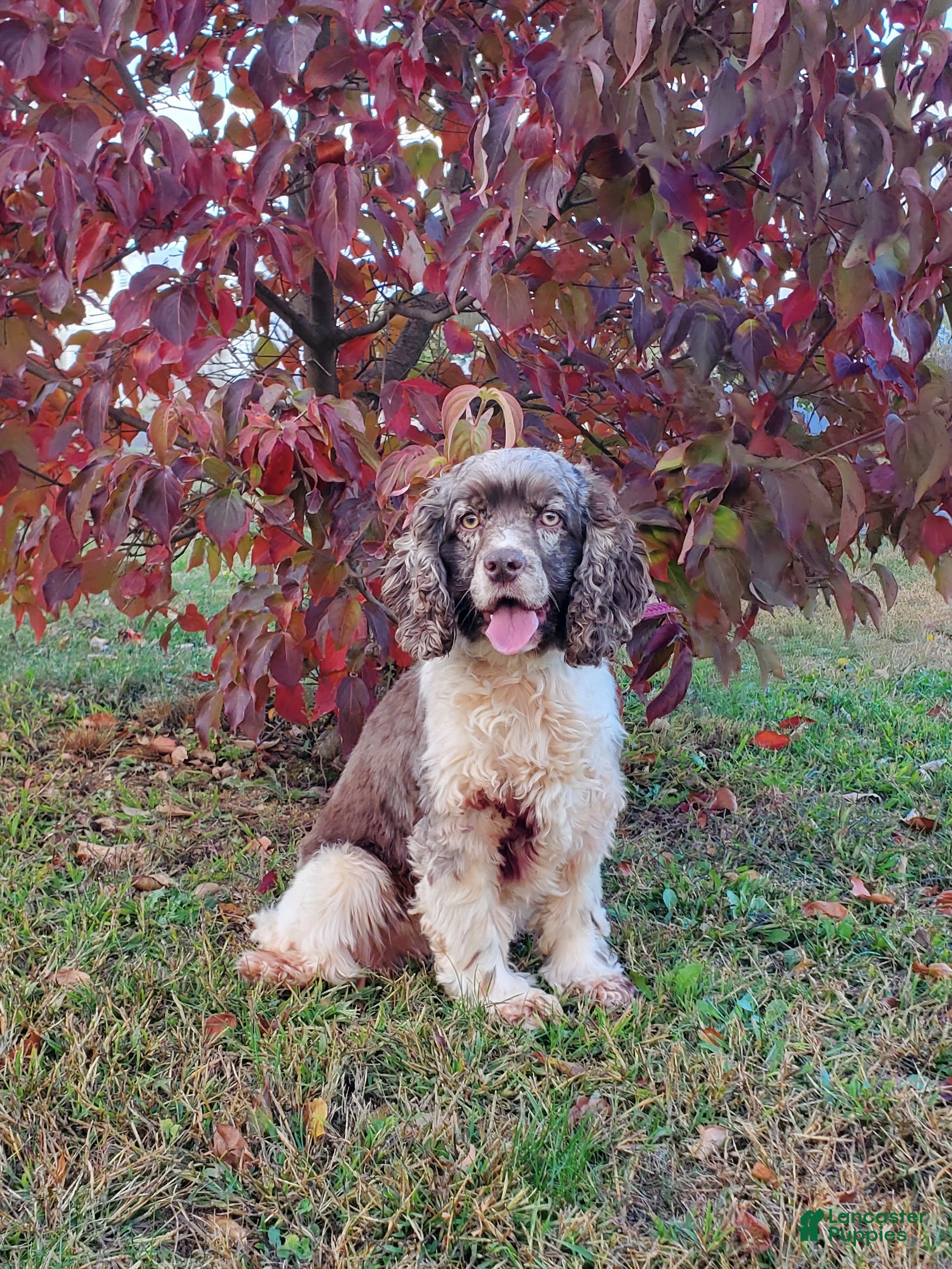 Cocker Spaniel dogs Lacey - Ad 39