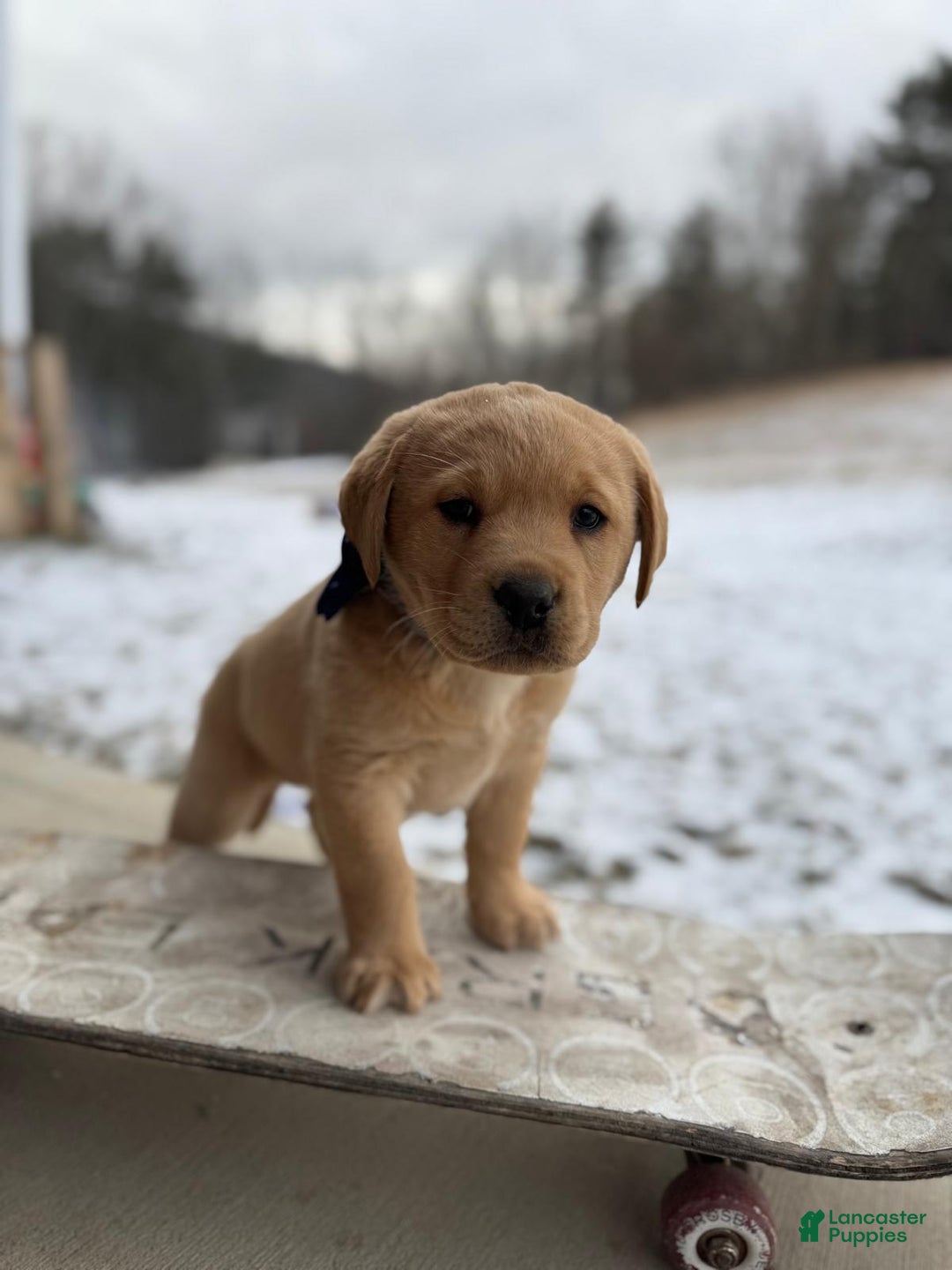 Labrador Retriever dogs for sale: Axel - Ad 2