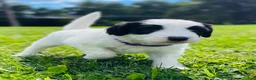 Sheepadoodle dogs for sale: Cookie  - Ad 8