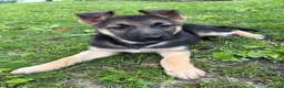 German Shepherd dogs for sale: German Shepherd Puppy 1 - Ad 4