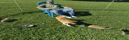 Shiba Inu dogs for sale: Boots - Ad 9
