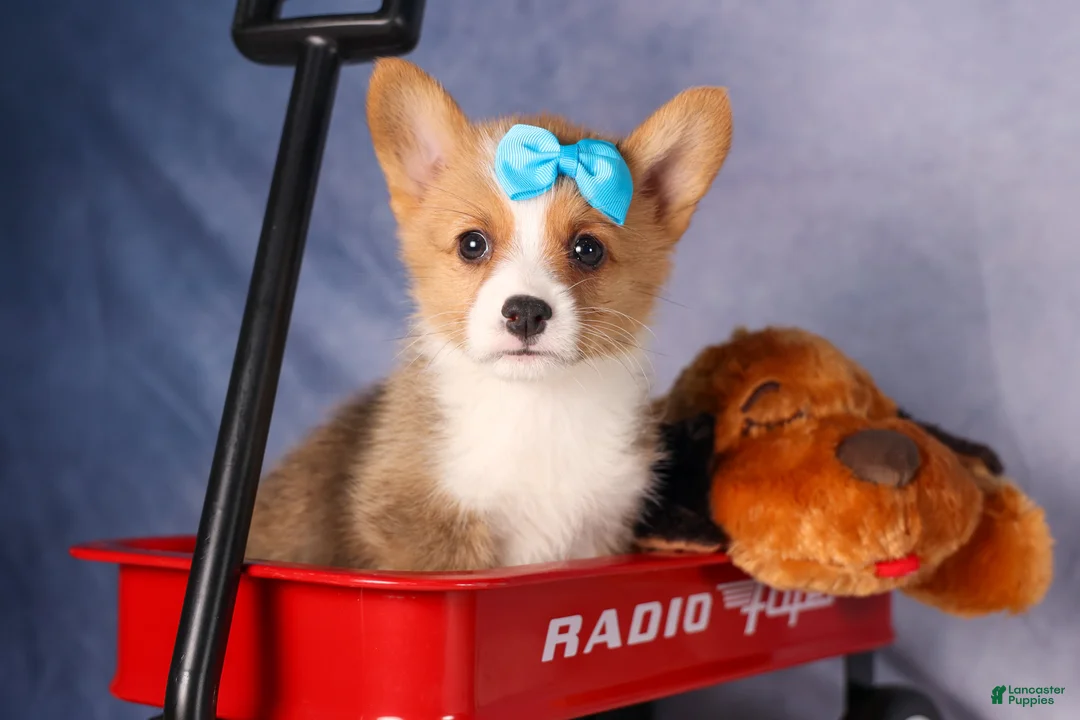 Welsh Corgi Pembroke dogs for sale: Benji🐾💙 - Ad 1