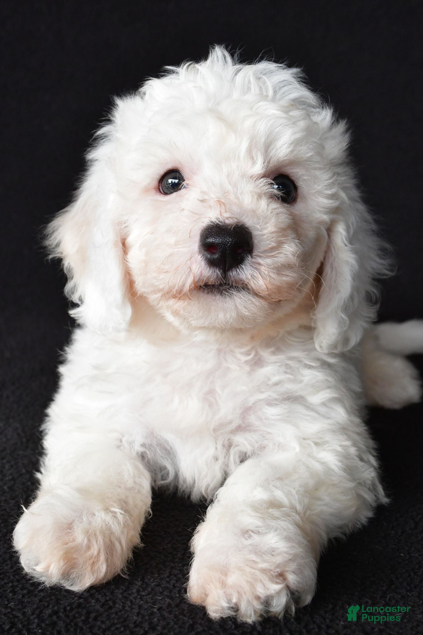 Bichon Frise dogs Buddy - Ad 2